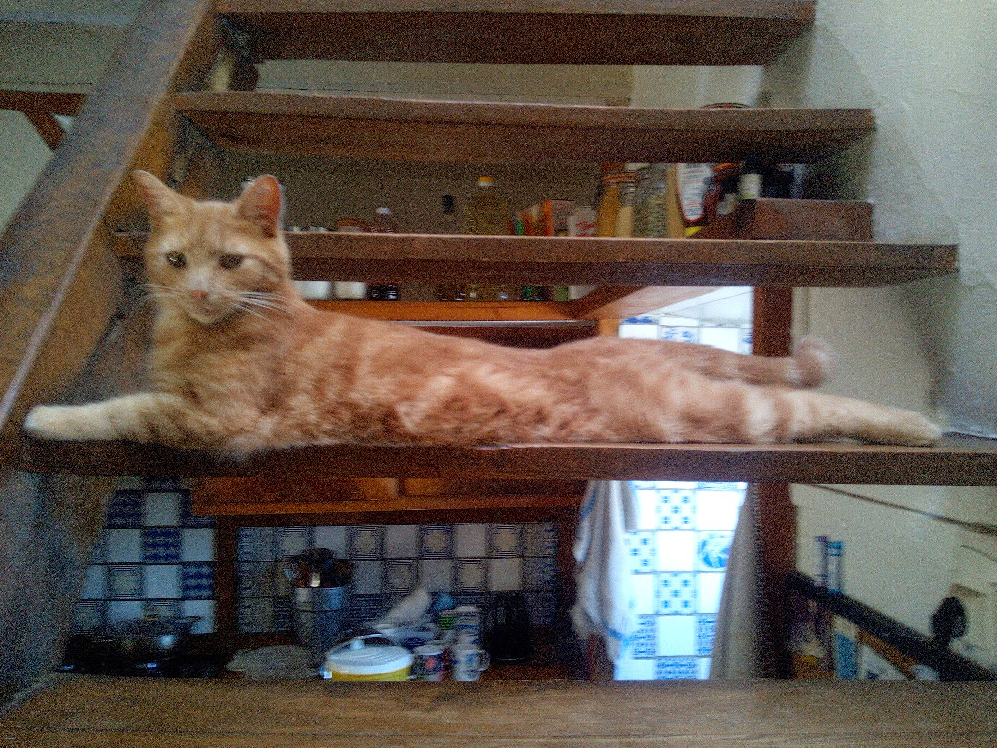 Filou participe au concours pour gagner de l'argent avec cette photo : art, box, carnivore, cat, chair, domestic_short_haired_cat, fawn, felidae, fur, hardwood, home_appliance, room, shelf, shelving, small_to_medium_sized_cats, tail, television, whiskers, window, wood