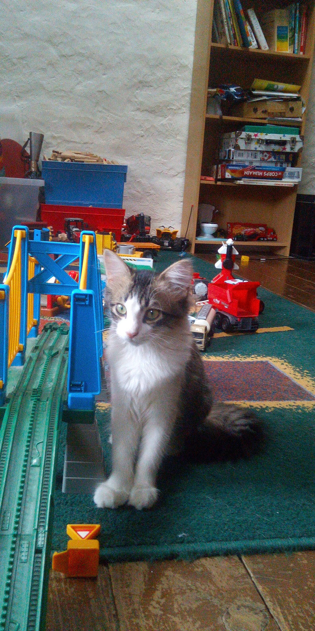 Lizie participe au concours pour gagner de l'argent avec cette photo : blue, box, carnivore, cat, domestic_short_haired_cat, felidae, flooring, fur, hardwood, machine, paw, room, shelf, sitting, small_to_medium_sized_cats, tableware, tail, whiskers, wood