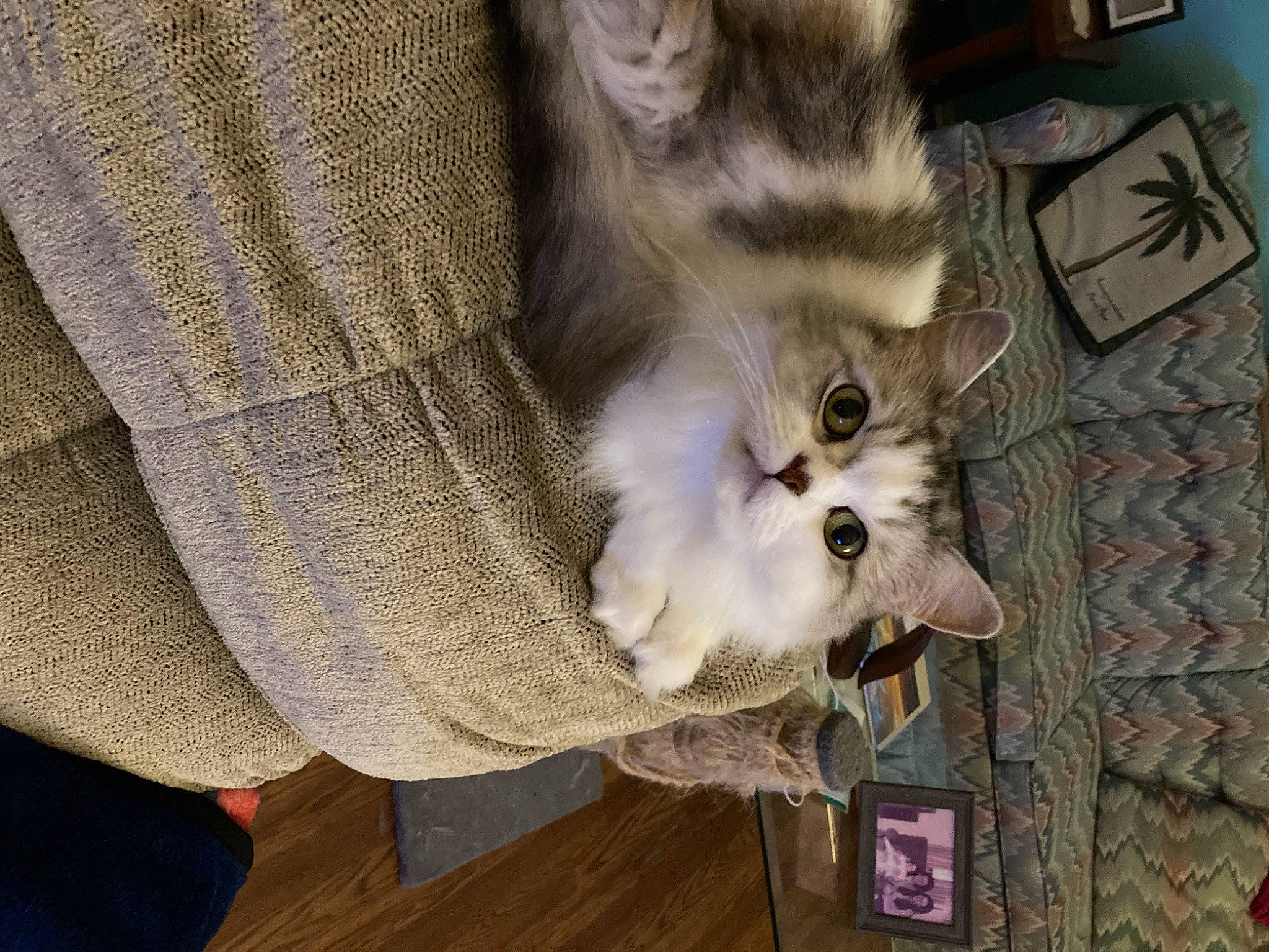 Bellamy is registered to the contest to win money with this photo: canidae, carnivore, cat, claw, comfort, domestic_short_haired_cat, fawn, felidae, fur, paw, sleeve, small_to_medium_sized_cats, snout, tail, whiskers, wood, woolen, woven_fabric