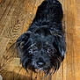 dog, black_dog, pet, indoor, wooden_floor, curious, looking_up, canine, fur, animal, companion, scruffy, portrait, flooring, domestic, cute, friendly, house, mammal, shadow