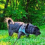 Charlie is registered to the contest to win money with this photo: dog, black_dog, grass, leash, harness, outdoor, forest, trees, greenery, nature, pet, canine, sunlight, walking, exploring, small_dog, fur, tail, animal, daytime