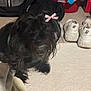 dog, pet, black_dog, bow, carpet, shoes, laundry_basket, backpack, clutter, indoor, floor, animal, small_dog, fur, household, casual, messy, domestic, cute, accessory