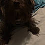 dog, bed, blanket, indoor, dark, fur, pet, animal, cozy, furniture, paw, lying_down, blur, low_light, sleepy, canine, resting, home, comfort, quiet