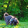 dog, black_dog, grass, greenery, trees, nature, outdoor, leash, pet, canine, sunlight, sniffing, fur, park, shrubbery, daylight, animal, forest, harness, exploration
