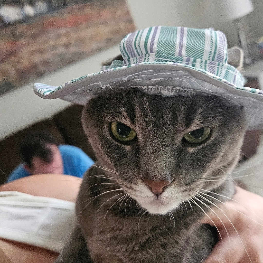 Nala joined the competition — help win amazing prizes! animal, blurred_background, cat, close_up, couch, cozy, domestic_cat, face, furniture, gray_cat, green_eyes, hand, hat, indoor, person, pet, portrait, resting, striped_hat, whiskers