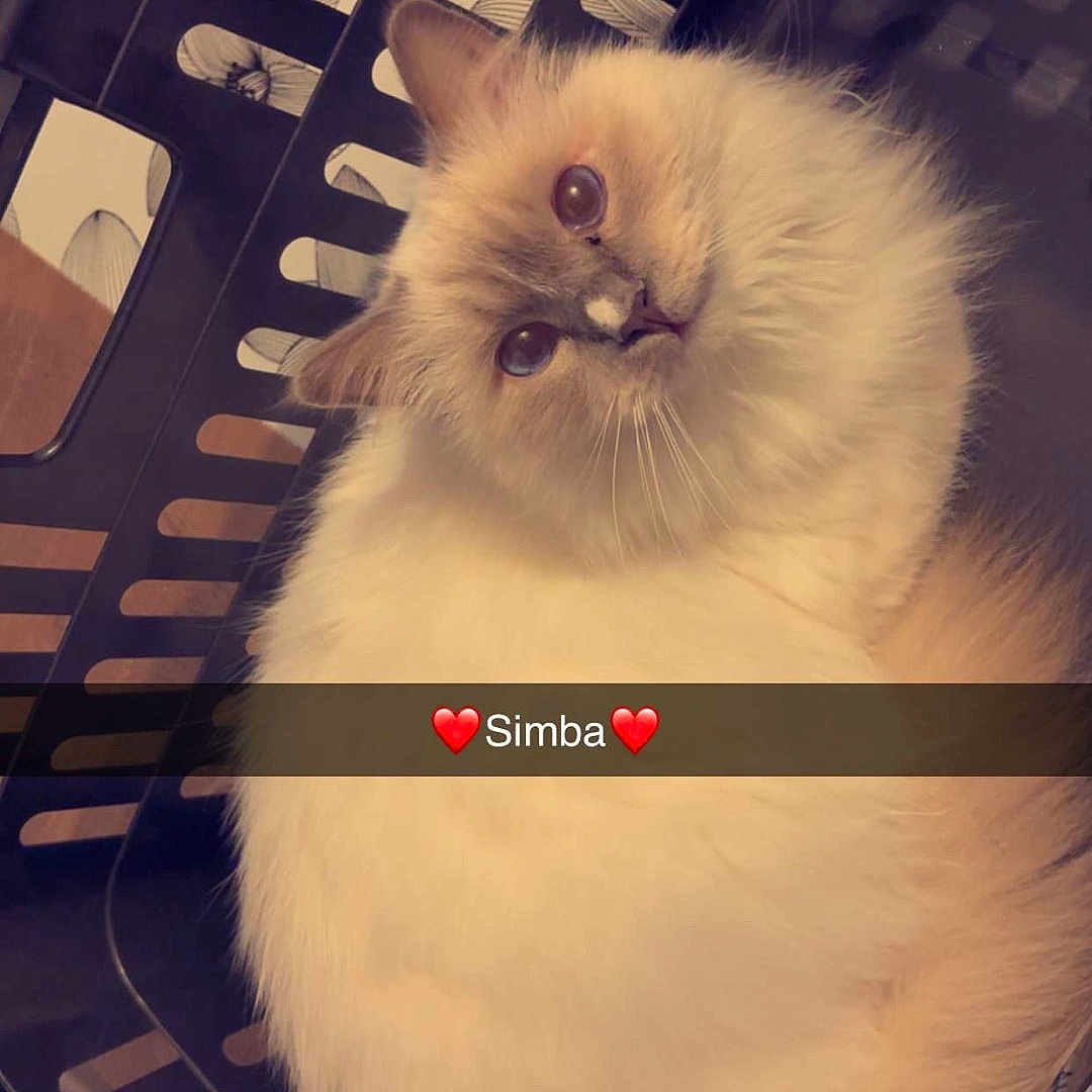 Simba participe au concours pour gagner de l'argent avec cette photo : angora, animal, art, baggage, basket, box, cat, device, drawer, furniture, indoors, kitten, laundry, manx, person, pet, porcelain, shoppingbasket, siamese, sleeping