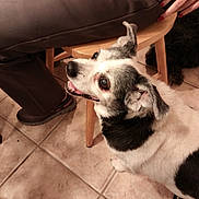 Yama is registered to the contest to win money with this photo: dog, black_and_white, indoor, tile_floor, chair, person, paw, looking_up, happy, pet, animal, ears, mouth_open, human, footwear, casual_clothing, wood, floor, companion, cute