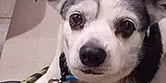 Yama joined the competition — help win amazing prizes! dog, black_and_white, pet, indoor, bench, food, fries, curious, looking_up, collar, leash, floor, kitchen, cabinet, table_leg, domestic, animal, cute, close_up, resting