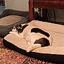 Yama joined the competition — help win amazing prizes! dog, pet_bed, indoor, carpet, wooden_table, resting, relaxing, black_and_white_dog, gray_dog_bed, patterned_rug, furniture, animal, domestic, cozy, floor, living_room, quiet, home, comfort, sleeping