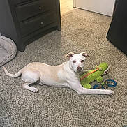 Bailey joined the competition — help win amazing prizes! dog, carpet, stuffed_toy, alligator_toy, chew_toy, indoor, pet_bed, dresser, light_fur, relaxed, lying_down, toy, canine, home, floor, animal, domestic, looking_at_camera, room, playful
