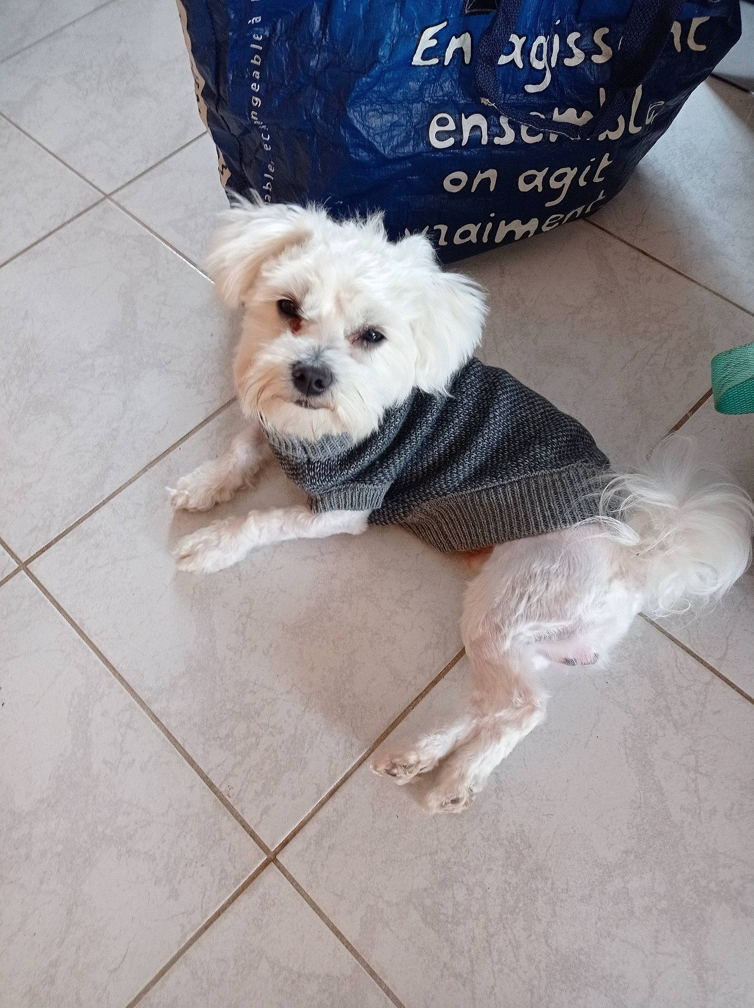 Tobby a rejoint le concours — aidez-le/la à gagner de superbes lots ! carnivore, companion_dog, dog, dog_breed, dog_clothes, dog_supply, eyewear, fashion_accessory, fawn, flooring, fur, pattern, pet_supply, sleeve, small_terrier, snout, sunglasses, terrier, toy, toy_dog