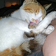 Molly is registered to the contest to win money with this photo: cat, licking, paw, sleepy, feline, pet, domestic_animal, indoor, closeup, resting, fur, tail, whiskers, human_lap, comfort, night, relaxation, animal, cute, cozy