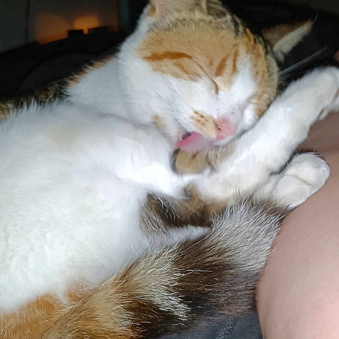 Molly is registered to the contest to win money with this photo: animal, cat, closeup, comfort, cozy, cute, domestic_animal, feline, fur, human_lap, indoor, licking, night, paw, pet, relaxation, resting, sleepy, tail, whiskers