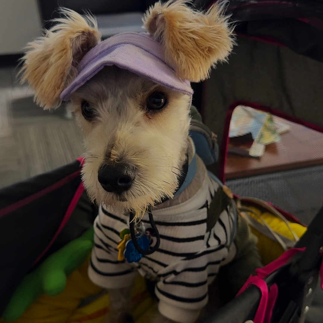 Zeus is registered to the contest to win money with this photo: accessories, animal, canine, cap, car, car_interior, carseat, clothing, couch, dog, furniture, hat, machine, pet, puppy, strap, stroller, terrier, transportation, vehicle