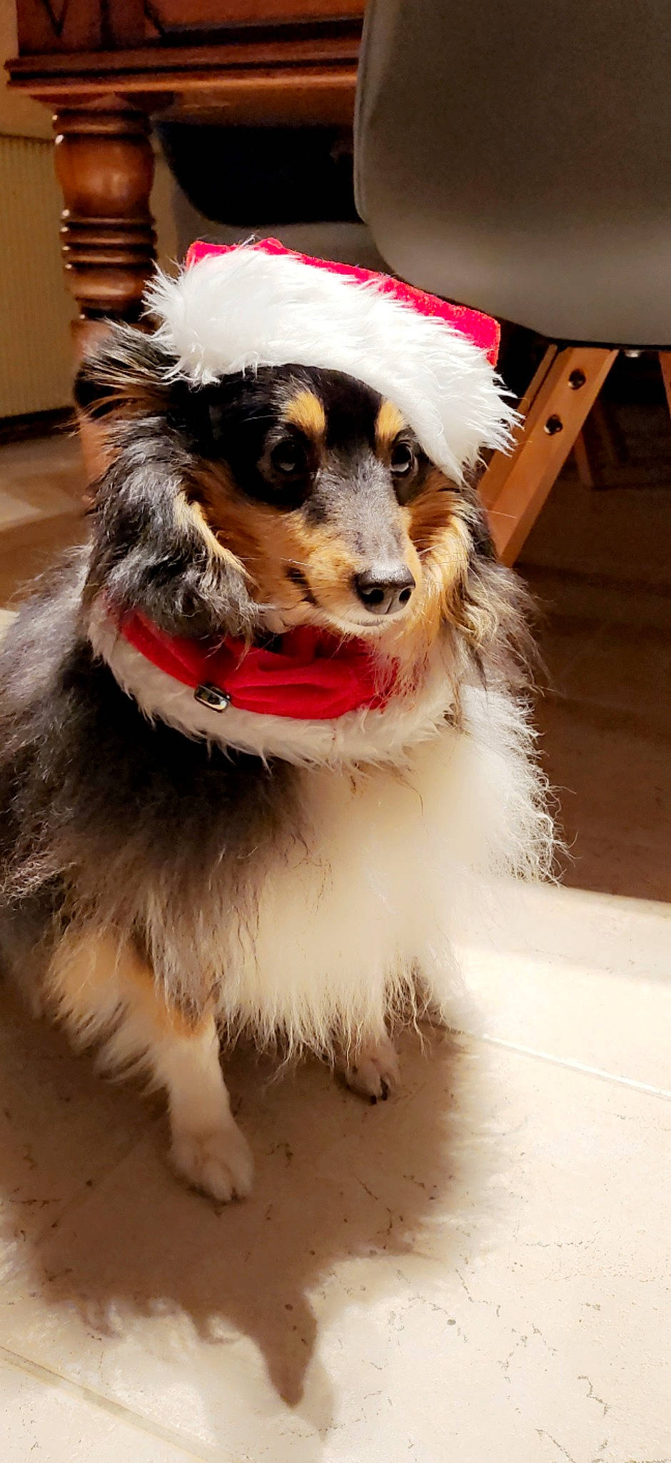 Orion participe au concours pour gagner de l'argent avec cette photo : canidae, carnivore, collar, companion_dog, dog, dog_breed, dog_clothes, dog_collar, dog_supply, fashion_accessory, fawn, flooring, fur, leash, pet_supply, shetland_sheepdog, snout, sporting_group, whiskers, working_animal