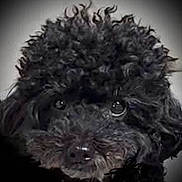 Luca is registered to the contest to win money with this photo: adorable, animal, black_dog, canine, close_up, companion, curly_fur, cute, dog, eyes, face, fluffy, friend, fur, indoor, looking, mammal, pet, portrait, vignette