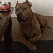 Diezel joined the competition — help win amazing prizes!