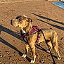 dog, beach, sand, harness, leash, sunlight, shadow, water, sky, rocks, residential_buildings, outdoor, daytime, canine, nature, walking, pet, calm, animal, landscape