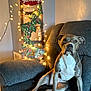 Blu is registered to the contest to win money with this photo: dog, armchair, holiday_lights, seasonal_decor, indoor, festive, cozy, brown_dog, white_chest, relaxed, home_interior, christmas_decor, greeting_sign, lights, furniture, pet, animal, holiday, decorations, lounge