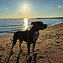 Blu is registered to the contest to win money with this photo: dog, beach, sand, sunset, water, sea, shadow, leash, harness, sky, sun, cloud, shore, animal, outdoor, nature, silhouette, calm, evening, peaceful