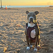 Blu is registered to the contest to win money with this photo: dog, beach, sand, sunset, outdoor, animal, pet, canine, harness, calm, sunlight, nature, water, sky, quiet, summer, daylight, portrait, sitting, background