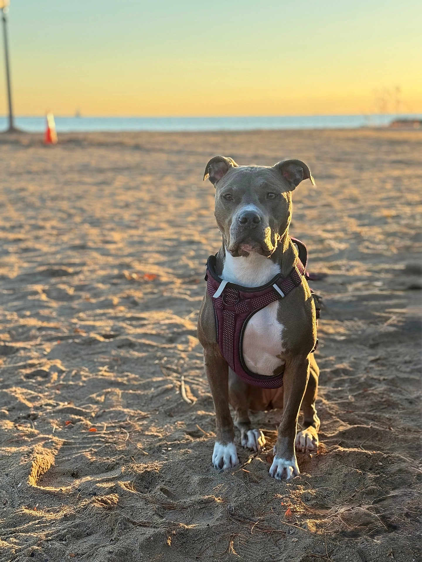 Blu is registered to the contest to win money with this photo: dog, beach, sand, sunset, outdoor, animal, pet, canine, harness, calm, sunlight, nature, water, sky, quiet, summer, daylight, portrait, sitting, background
