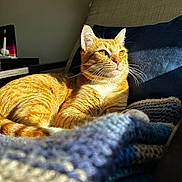Gimli joined the competition — help win amazing prizes! cat, ginger_cat, sunlight, blanket, cozy, indoor, pet, feline, relaxed, orange_fur, whiskers, couch, knitted, warm_light, resting, domestic_cat, portrait, fur_texture, home, cute