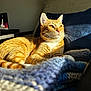 cat, ginger_cat, sunlight, blanket, cozy, indoor, pet, feline, relaxed, orange_fur, whiskers, couch, knitted, warm_light, resting, domestic_cat, portrait, fur_texture, home, cute