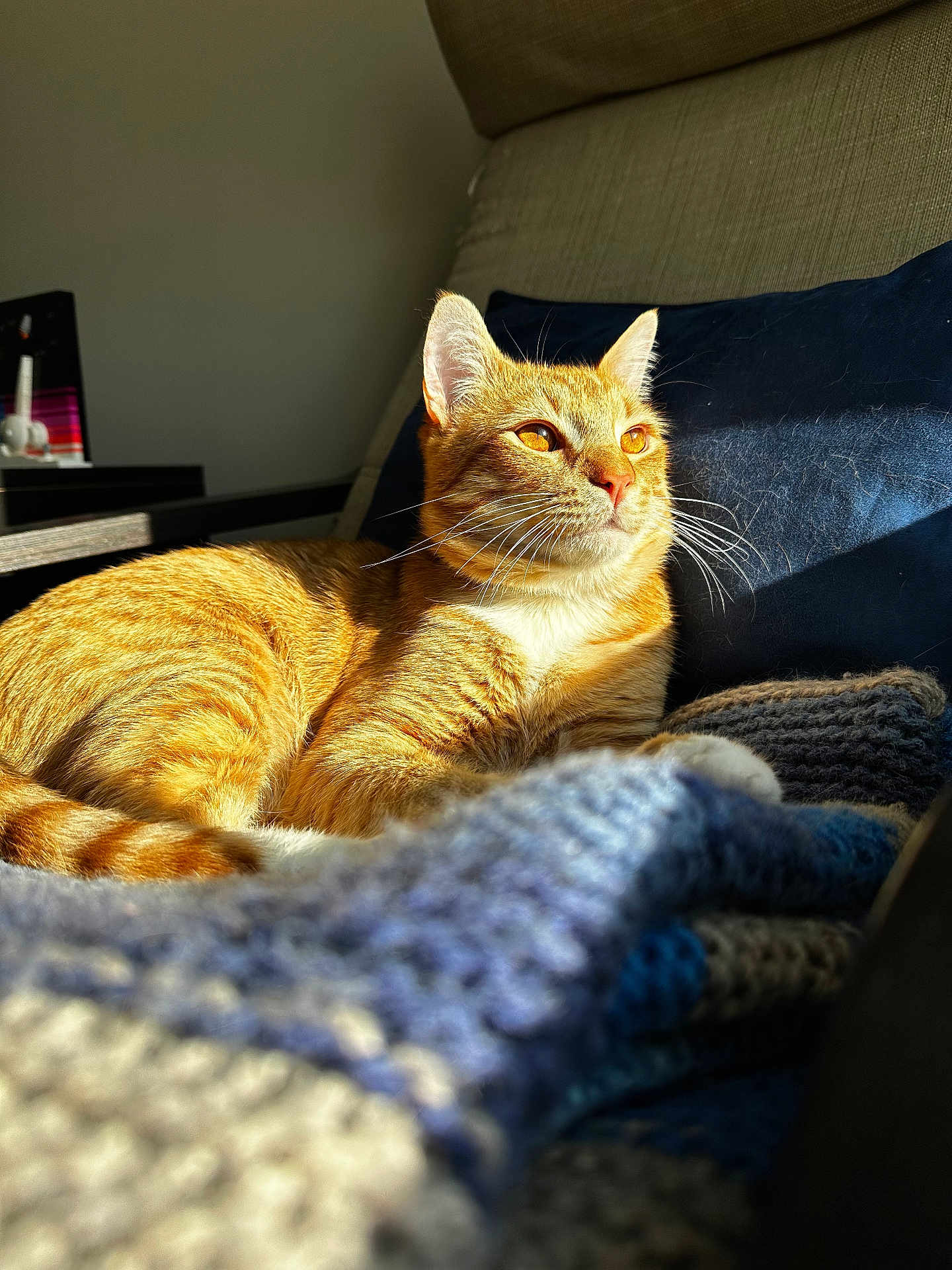 Gimli joined the competition — help win amazing prizes! cat, ginger_cat, sunlight, blanket, cozy, indoor, pet, feline, relaxed, orange_fur, whiskers, couch, knitted, warm_light, resting, domestic_cat, portrait, fur_texture, home, cute