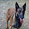 dog, belgian_malinois, canine, pet, animal, outdoor, grass, yard, standing, alert, ears, tongue, panting, black_and_brown, fur, portrait, front_view, large_dog, domestic_animal, photography