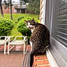 animal, blurred_background, brick, bushes, cat, chairs, daylight, domestic_animal, fur, greenery, meowing, nature, outdoor, patio, pet, screen, tabby_cat, tail, window, windowsill
