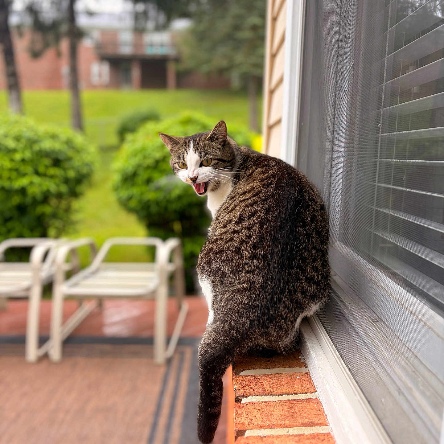 Zay is registered to the contest to win money with this photo: animal, blurred_background, brick, bushes, cat, chairs, daylight, domestic_animal, fur, greenery, meowing, nature, outdoor, patio, pet, screen, tabby_cat, tail, window, windowsill