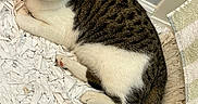 Zay is registered to the contest to win money with this photo: animal, cat, close_up, corner, cute, domestic_cat, feline, floor, fur, indoor, pet, relaxed, resting, rug, sleepy, striped_fur, tabby_cat, textured_rug, towel, white_fur