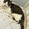 animal, cat, close_up, corner, cute, domestic_cat, feline, floor, fur, indoor, pet, relaxed, resting, rug, sleepy, striped_fur, tabby_cat, textured_rug, towel, white_fur