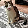 Zay is registered to the contest to win money with this photo: animal, cat, cheeky_expression, collar, ears, furniture, licking, outdoor, patterned_rug, pet, playful, rug, sitting, tabby_cat, tail, tongue_out, whiskers, white_fur, wooden_deck, yellow_eyes