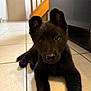 animal_face, black_dog, closeup, curious, cute, dog, domestic_animal, ears, floor_tiles, home_interior, house, indoor, looking_at_camera, lying_down, nose, pet, puppy, tile_floor, young_animal, young_dog