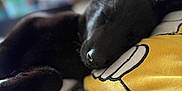 Aïko participe au concours pour gagner de l'argent avec cette photo : dog, black_dog, sleeping, pillow, yellow_pillow, blanket, bedroom, indoor, resting, cozy, soft_texture, closeup, animal, pet, napping, cute, fur, relaxation, comfort, blurred_background