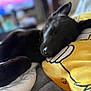 animal, bedroom, black_dog, blanket, blurred_background, closeup, comfort, cozy, cute, dog, fur, indoor, napping, pet, pillow, relaxation, resting, sleeping, soft_texture, yellow_pillow