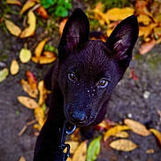 Aïko a rejoint le concours — aidez-le/la à gagner de superbes lots ! puppy, dog, black_dog, leash, autumn, leaves, outdoor, closeup, pet, cute, young_dog, animal, playful, nature, canine, fur, eyes, ground, fall, adorable