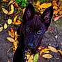 puppy, dog, black_dog, leash, autumn, leaves, outdoor, closeup, pet, cute, young_dog, animal, playful, nature, canine, fur, eyes, ground, fall, adorable