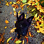 Aïko participe au concours pour gagner de l'argent avec cette photo : puppy, dog, black_dog, animal, pet, leaves, autumn, fall, outdoor, nature, path, curious, young, cute, closeup, looking_up, ears, face, dirt, leash
