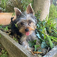 Alba participe au concours pour gagner de l'argent avec cette photo : dog, puppy, yorkshire_terrier, tongue_out, ears, fur, ivy, planter_box, wood, tree, plants, greenery, outdoor, closeup, portrait, cute, pet, small_dog, garden, leaf