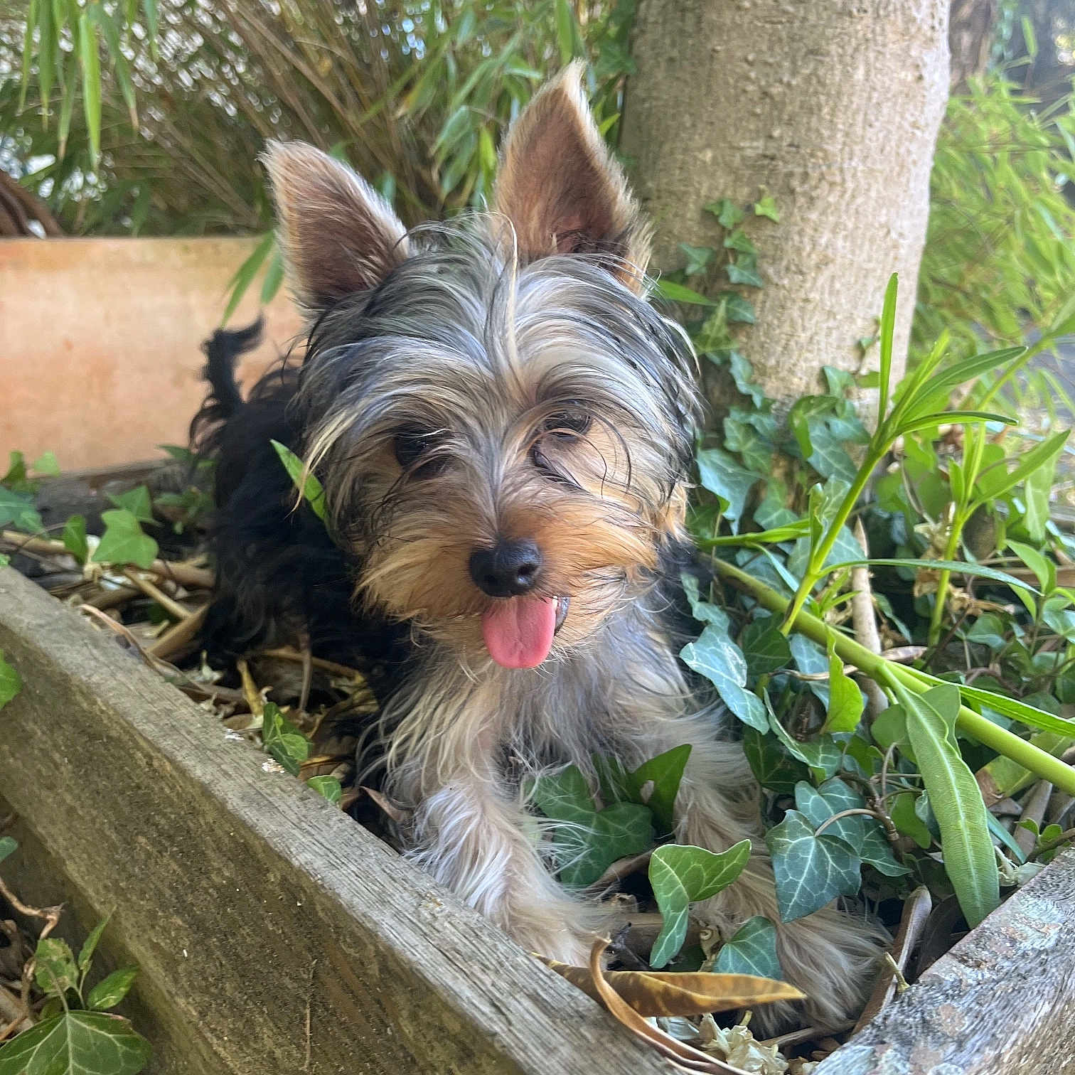 Alba participe au concours pour gagner de l'argent avec cette photo : dog, puppy, yorkshire_terrier, tongue_out, ears, fur, ivy, planter_box, wood, tree, plants, greenery, outdoor, closeup, portrait, cute, pet, small_dog, garden, leaf