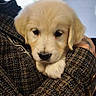 Bella a rejoint le concours — aidez-le/la à gagner de superbes lots ! adorable, animal, close_up, comfort, cozy, cuddle, cute, dog, fluffy, fur, golden_retriever, hand, indoor, pet, portrait, puppy, soft, sweater, warm, young