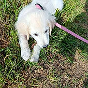 Bella a rejoint le concours — aidez-le/la à gagner de superbes lots ! puppy, dog, grass, leash, outdoor, pet, animal, white, playful, chewing, nature, young, cute, small, fur, canine, sunlight, summer, greenery, fun