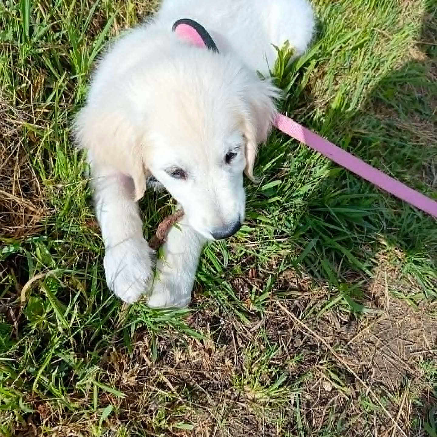 Bella a rejoint le concours — aidez-le/la à gagner de superbes lots ! puppy, dog, grass, leash, outdoor, pet, animal, white, playful, chewing, nature, young, cute, small, fur, canine, sunlight, summer, greenery, fun