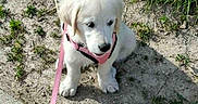 Bella participe au concours pour gagner de l'argent avec cette photo : animal, canine, companion, cute, daytime, dirt, dog, grass, harness, leash, nature, outdoor, pet, playful, puppy, sitting, small_dog, sunlight, white_dog, young_dog