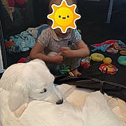 Bella participe au concours pour gagner de l'argent avec cette photo : baby, blanket, child, colorful_toys, comfort, covered_face, curled_up, cute, dog, floor, home, indoor, pet, play_area, playpen, sitting, soft_toy, toy, white_dog, young_child