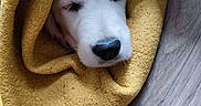 Bella participe au concours pour gagner de l'argent avec cette photo : animal, blanket, cozy, cute, dog, domestic_animal, floor, fur, indoor, pet, puppy, resting, sleeping, snout, soft, warm, whiskers, wood_floor, wrapped, yellow_blanket
