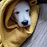 Bella participe au concours pour gagner de l'argent avec cette photo : animal, blanket, cozy, cute, dog, domestic_animal, floor, fur, indoor, pet, puppy, resting, sleeping, snout, soft, warm, whiskers, wood_floor, wrapped, yellow_blanket